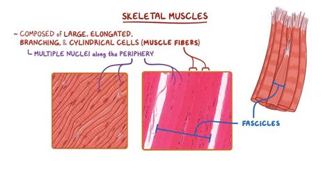 Skeletal muscle histology: Video, Anatomy & Definition | Osmosis