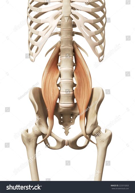 Muscle Anatomy Psoas Major Stock Illustration 223319263 | Shutterstock