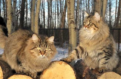 Siberian Cat Personality and Behavior