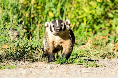 Grand Teton Wildlife Safari - Jackson Hole Wildlife Safaris