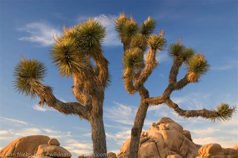 Joshua Tree National Park | Photos by Ron Niebrugge