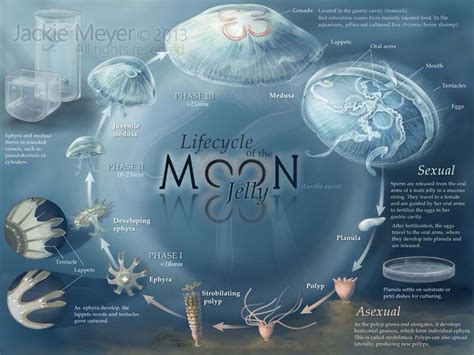 Lifecycle of a Moon Jellyfish | Jellyfish, Jellyfish facts, Marine biology