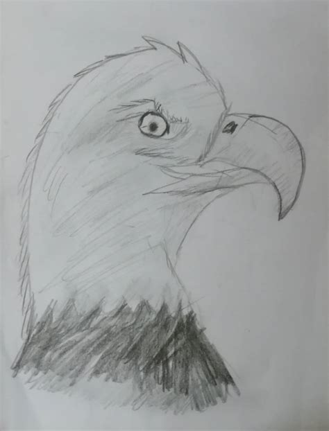 Bald Eagle by StripeyTigey on DeviantArt