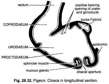 Digestive System of Pigeon (With Diagram) | Chordata | Zoology