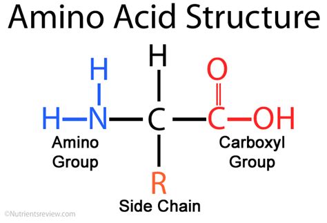 aminoacids-千图网