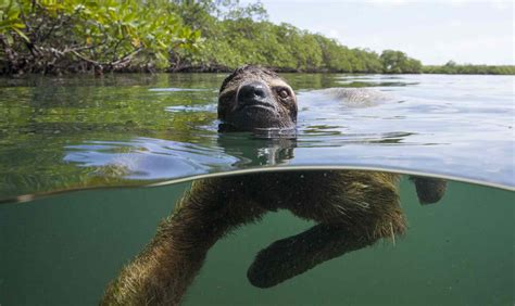 Panama's Swimming Pygmy Sloths Take to the Sea