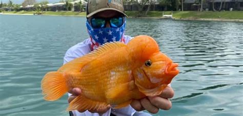 Fish Rules - Cichlid, Midas in FL State Waters