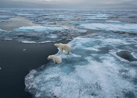 How Many Polar Bears Are Left? Populations and Status