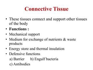 Connective tissue | PPT