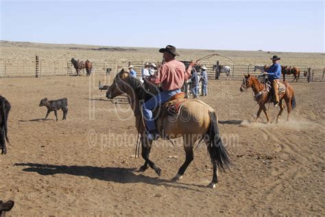 Photo of Cowboys Roping Cattle by Photo Stock Source cowboys, Flagstaff ...