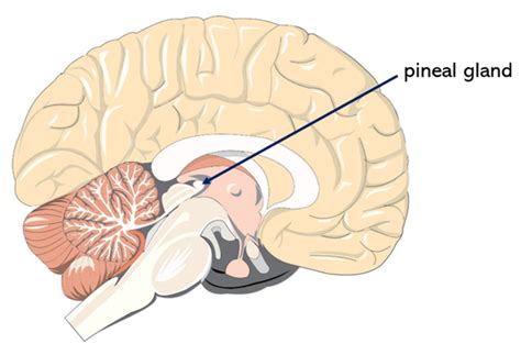 Pineal Gland