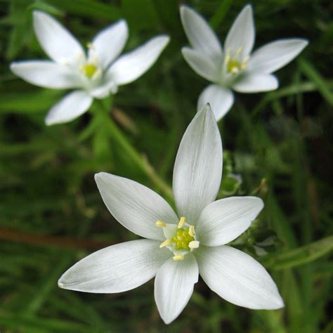 Star of Bethlehem Flower by Old-Rascal on DeviantArt