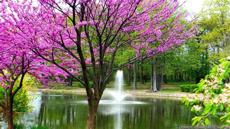 Spring HD Wallpaper: Purple Flowers and Trees