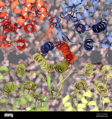 Tryptophan hydroxylase molecule, illustration Stock Photo - Alamy