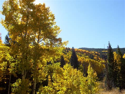 Great Colorado Fall Foliage Drives - Carpe Travel