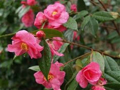 GARDEN - CAMELLIAS (ZONE 6 - COLD HARDY) | camellia, organic matter, hardy