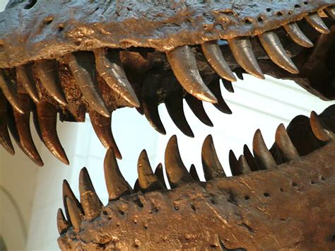 How Paleontologists Identify Dinosaur Teeth | Ancient Beasts