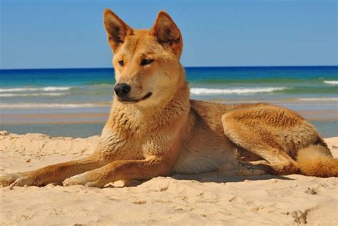 fraser island dingo - Travel Photography