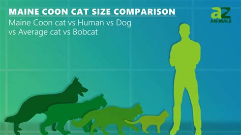 Maine Coon Cat Size Comparison: The Largest Cat? - IMP WORLD