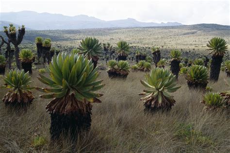 Mount Elgon Caldera- Mount Elgon National Park Uganda, How To Get