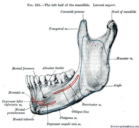 Internal Oblique Ridge