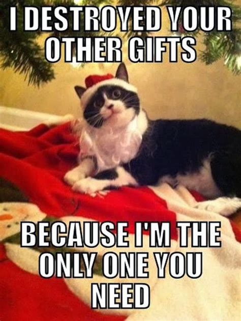 Funny Cat Christmas Quotes - ShortQuotes.cc