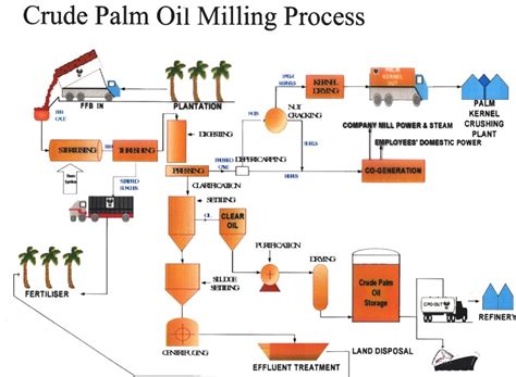 What is the detail process of palm oil refinery?|technology analysis|