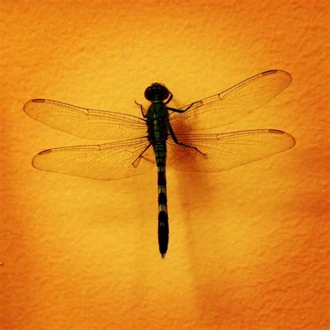 The Symbolism, Biology and Lore of Dragonflies | The Dragonfly Foundation