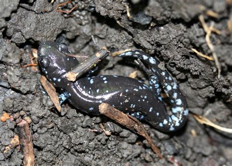 Blue-spotted Salamander - Ambystoma laterale - NatureWorks