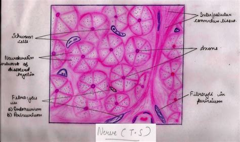 Nervous Tissue Diagram