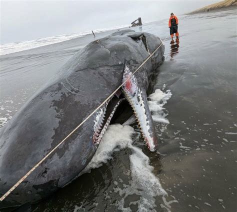 Sperm whale beaches near Astoria | The Daily World