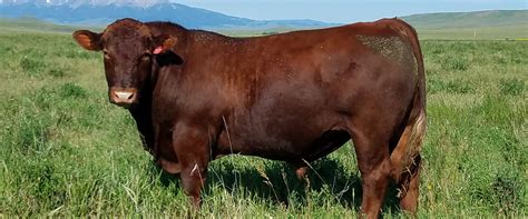 Fischer Red Angus Cattle Breeders | Yearling Bulls For Sale