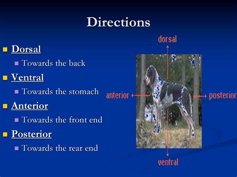 Posterior Anterior Dog