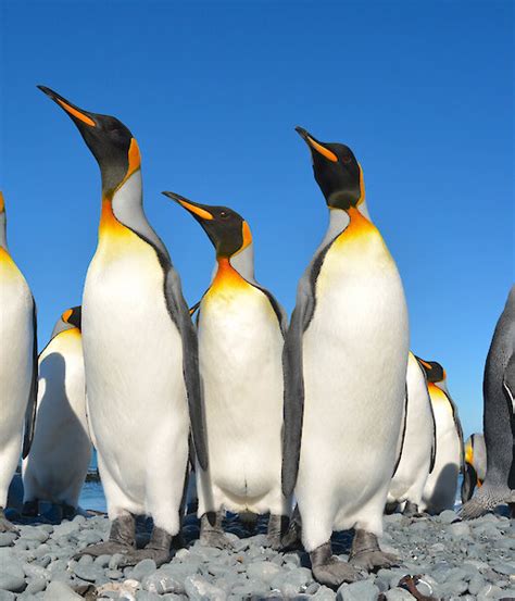 King penguin – Australian Antarctic Program