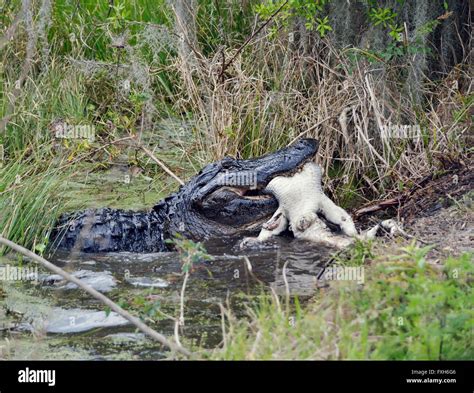 Alligator eating hi-res stock photography and images - Alamy