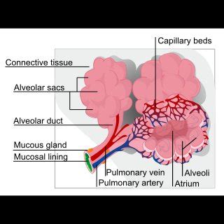 Pulmonary Alveolus Function