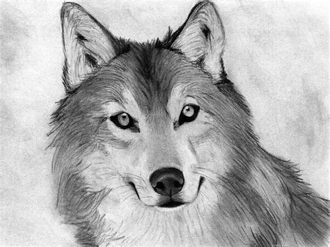 Easy Sketches With Charcoal Pencil Drawing Animals Drawing by Heshan ...