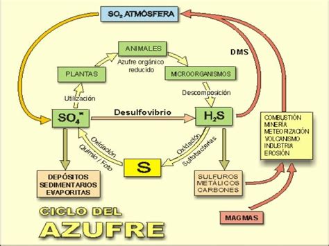 CICLO DEL AZUFRE