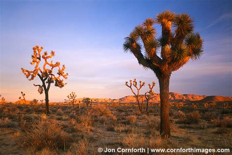 Joshua Tree Sunrise 5 Photo, Picture, Print | Cornforth Images