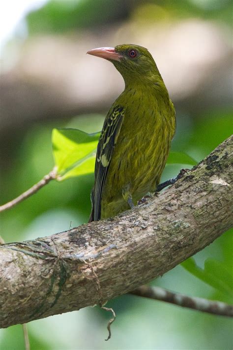 Yellow_Oriole_1310 – Chris Hill Wildlife Photography