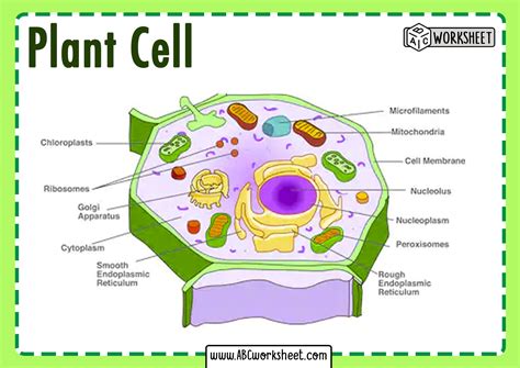 Simple Plant Cell Structure Diagram