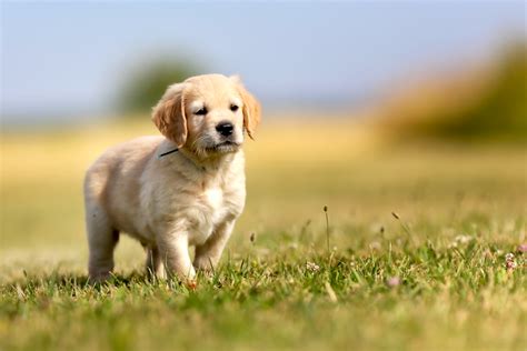 How to Train a Golden Retriever Puppy: Growth & Training Timeline