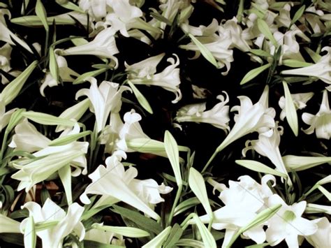 Collection of White Lilies