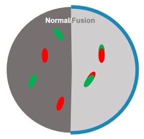 Gene Fusion FISH Probes - Creative Bioarray