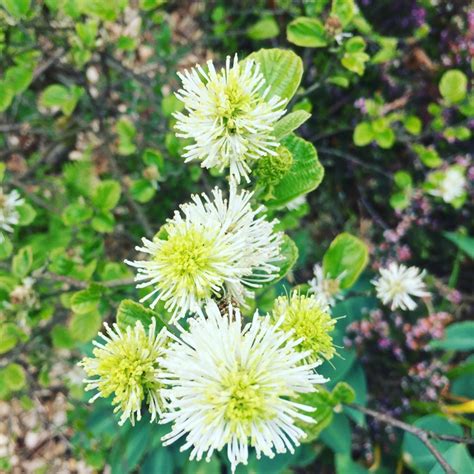 Fothergilla major, Large fothergilla - uploaded by @kittoch