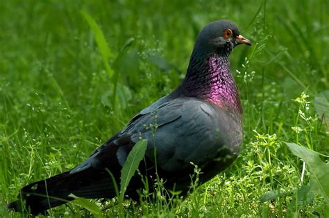 Black Pigeon Spiritual Meaning and Symbolism (9 Omens)