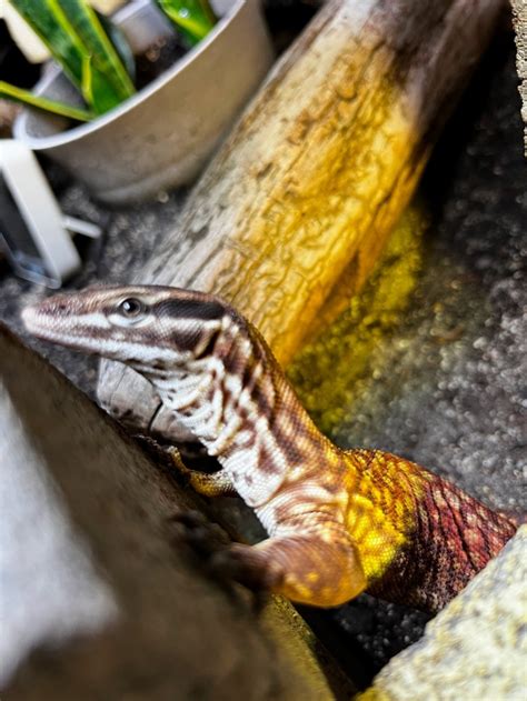 Ackie monitor Sexing And Question! | Our Reptile Forum