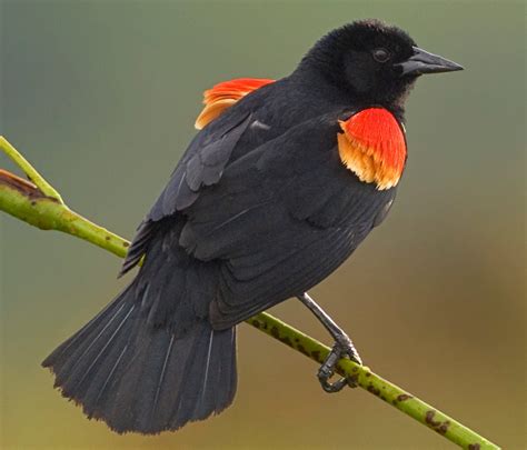 Red-Winged Blackbird Calls (Learn 4 common sounds) - Bird Watching HQ