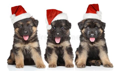 German shepherd puppies in red Santa hat. On white background , #Aff, # ...