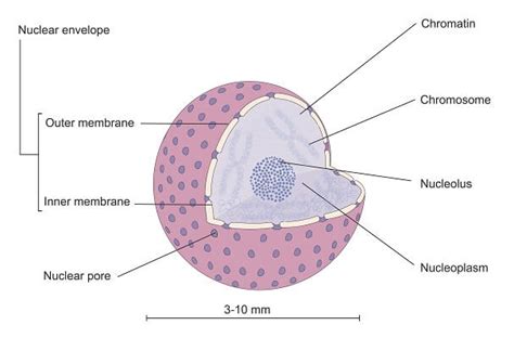 Nucleus Diagram Labeled